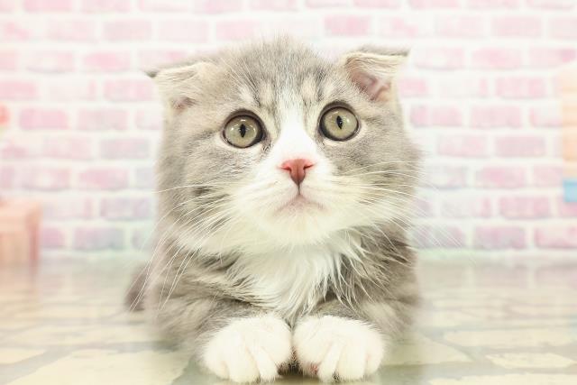 栃木県のスコティッシュフォールド (Coo&RIKU小山店/2025年9月23日生まれ/男の子/ブルータビーホワイト)の子猫の1枚目の画像