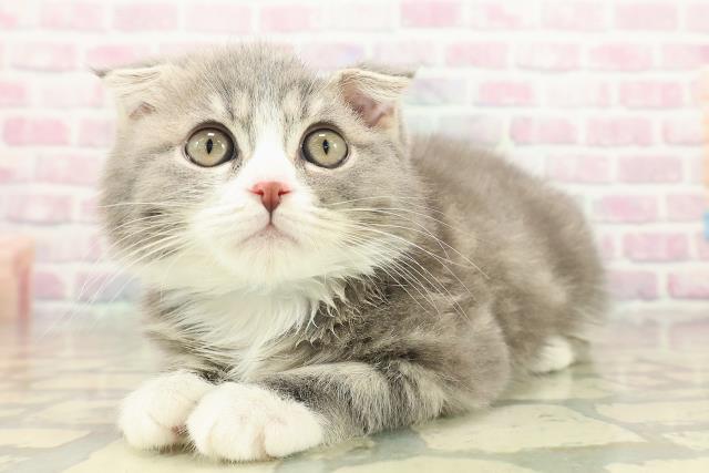栃木県のスコティッシュフォールド (Coo&RIKU小山店/2025年9月23日生まれ/男の子/ブルータビーホワイト)の子猫の2枚目の画像