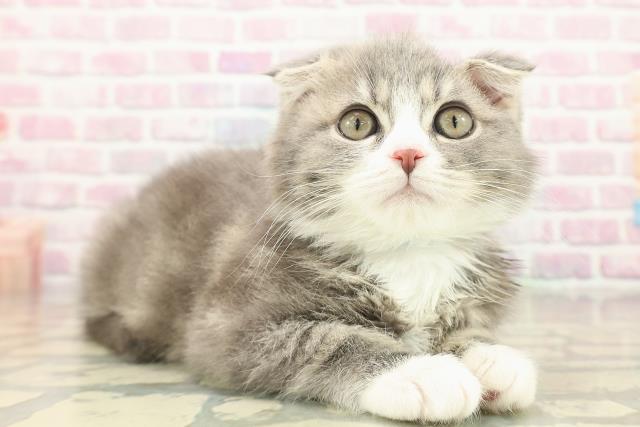 栃木県のスコティッシュフォールド (Coo&RIKU小山店/2025年9月23日生まれ/男の子/ブルータビーホワイト)の子猫の3枚目の画像