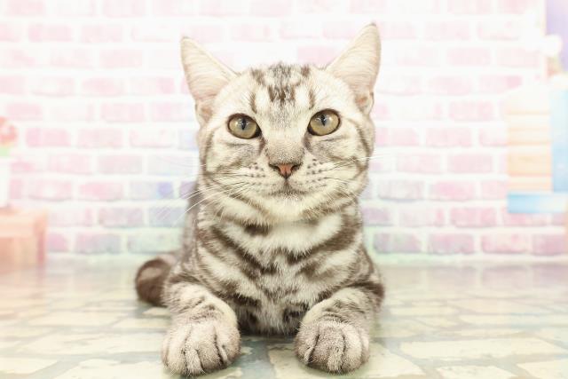 千葉県のアメリカンショートヘアー (Coo&RIKU流山店/2025年7月17日生まれ/男の子/シルバータビー)の子猫の1枚目の画像