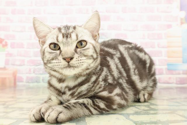 千葉県のアメリカンショートヘアー (Coo&RIKU流山店/2025年7月17日生まれ/男の子/シルバータビー)の子猫の2枚目の画像