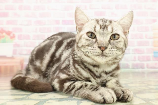 千葉県のアメリカンショートヘアー (Coo&RIKU流山店/2025年7月17日生まれ/男の子/シルバータビー)の子猫の3枚目の画像