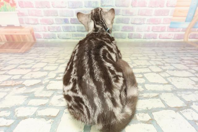 千葉県のアメリカンショートヘアー (Coo&RIKU流山店/2025年7月17日生まれ/男の子/シルバータビー)の子猫の4枚目の画像