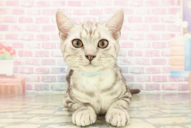 東京都のアメリカンショートヘアー (Coo&RIKU板橋店/2025年7月17日生まれ/男の子/シルバータビー)の子猫の1枚目の画像