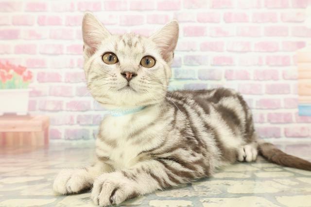 東京都のアメリカンショートヘアー (Coo&RIKU板橋店/2025年7月17日生まれ/男の子/シルバータビー)の子猫の2枚目の画像