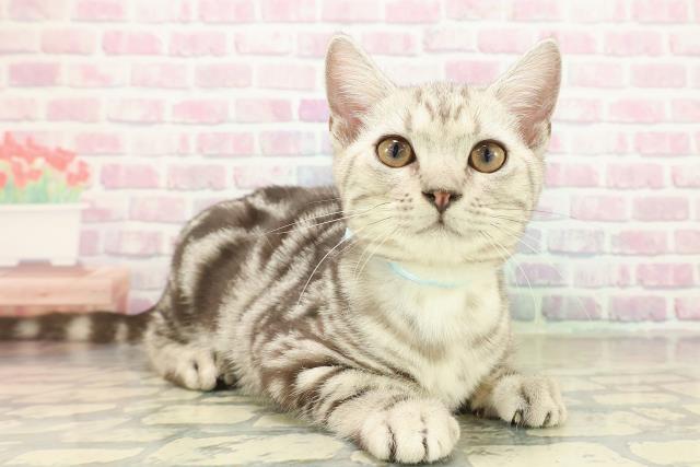 東京都のアメリカンショートヘアー (Coo&RIKU板橋店/2025年7月17日生まれ/男の子/シルバータビー)の子猫の3枚目の画像