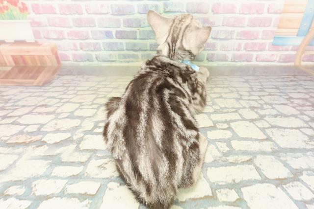 東京都のアメリカンショートヘアー (Coo&RIKU板橋店/2025年7月17日生まれ/男の子/シルバータビー)の子猫の4枚目の画像