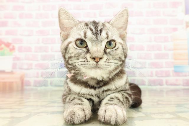 長野県のアメリカンショートヘアー (Coo&RIKU長野店/2025年7月17日生まれ/女の子/シルバータビー)の子猫