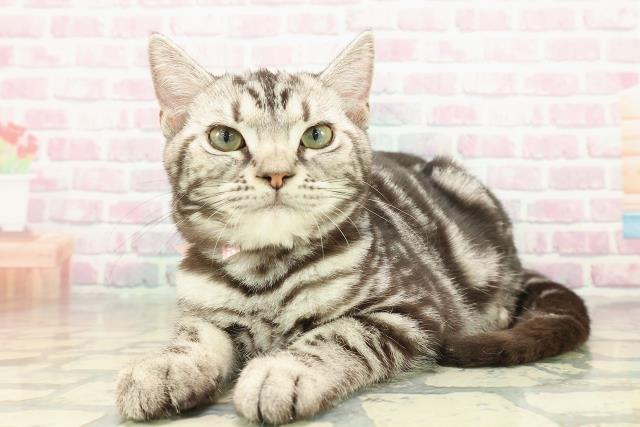 長野県のアメリカンショートヘアー (Coo&RIKU長野店/2025年7月17日生まれ/女の子/シルバータビー)の子猫の2枚目の画像