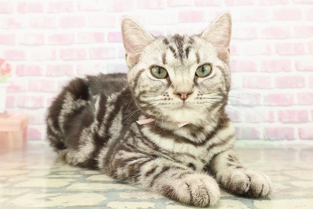 長野県のアメリカンショートヘアー (Coo&RIKU長野店/2025年7月17日生まれ/女の子/シルバータビー)の子猫の3枚目の画像