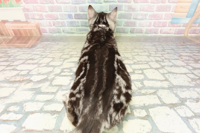 長野県のアメリカンショートヘアー (Coo&RIKU長野店/2025年7月17日生まれ/女の子/シルバータビー)の子猫の4枚目の画像