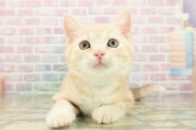 福島県のアメリカンショートヘアー (Coo&RIKUいわき店/2025年10月16日生まれ/男の子/クリームタビー)の子猫の1枚目の画像