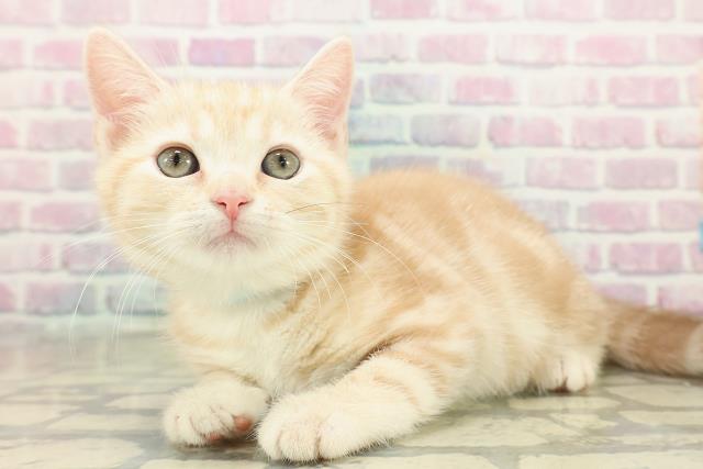 福島県のアメリカンショートヘアー (Coo&RIKUいわき店/2025年10月16日生まれ/男の子/クリームタビー)の子猫の2枚目の画像