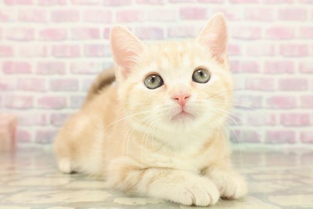 福島県のアメリカンショートヘアー (Coo&RIKUいわき店/2025年10月16日生まれ/男の子/クリームタビー)の子猫の3枚目の画像