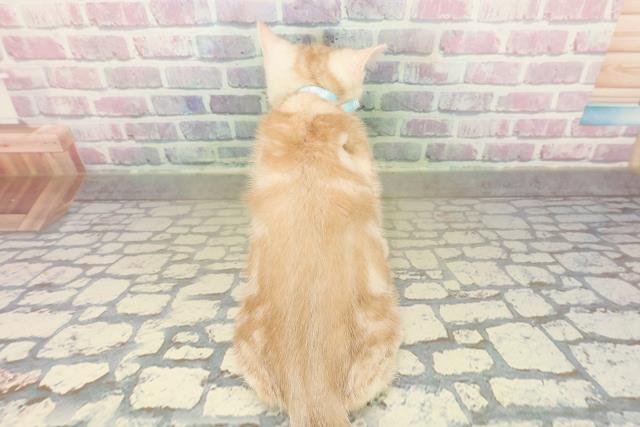 福島県のアメリカンショートヘアー (Coo&RIKUいわき店/2025年10月16日生まれ/男の子/クリームタビー)の子猫の4枚目の画像