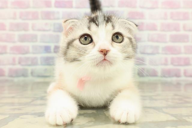 福島県のスコティッシュフォールド (Coo&RIKUいわき店/2025年10月7日生まれ/女の子/キャリコ)の子猫の1枚目の画像