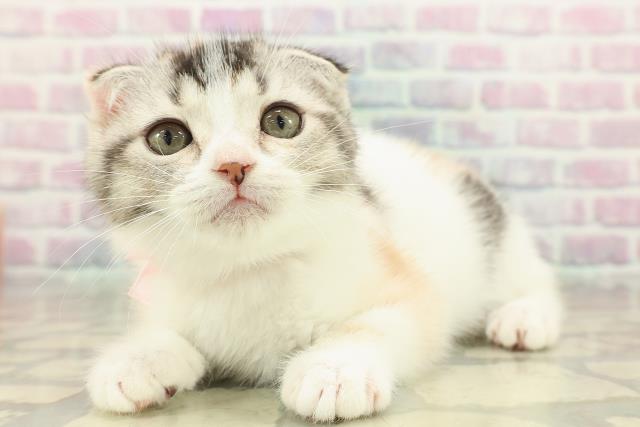 福島県のスコティッシュフォールド (Coo&RIKUいわき店/2025年10月7日生まれ/女の子/キャリコ)の子猫の2枚目の画像