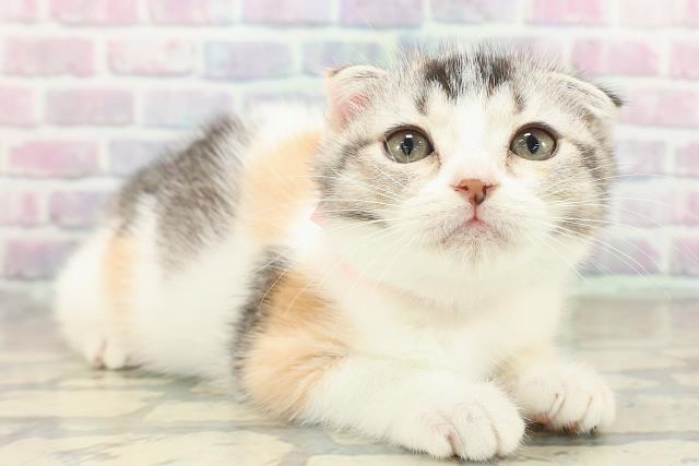 福島県のスコティッシュフォールド (Coo&RIKUいわき店/2025年10月7日生まれ/女の子/キャリコ)の子猫の3枚目の画像