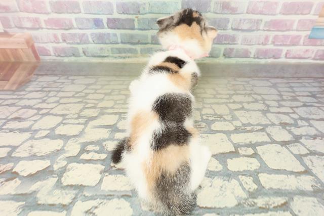 福島県のスコティッシュフォールド (Coo&RIKUいわき店/2025年10月7日生まれ/女の子/キャリコ)の子猫の4枚目の画像