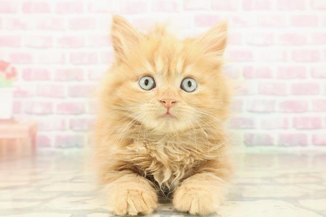 長野県のサイベリアン (Coo&RIKU綿半諏訪店/2025年10月16日生まれ/男の子/レッドタビー)の子猫