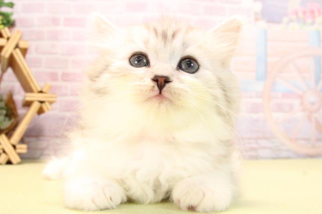 愛知県のサイベリアン (Coo&RIKU半田店/2025年10月15日生まれ/女の子/シルバータビーホワイト)の子猫の1枚目の画像