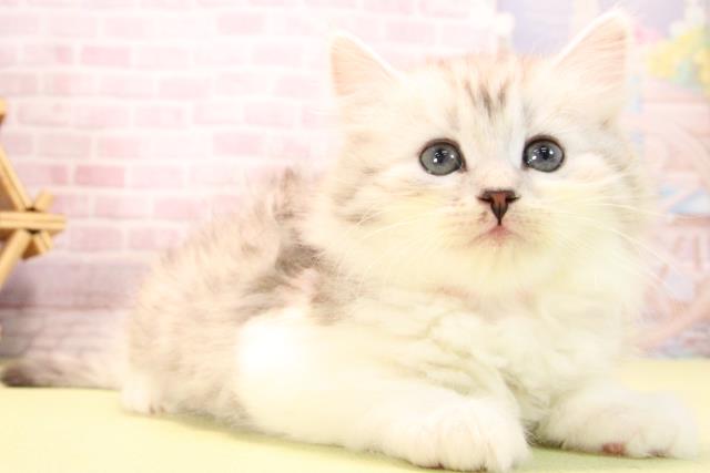 愛知県のサイベリアン (Coo&RIKU半田店/2025年10月15日生まれ/女の子/シルバータビーホワイト)の子猫の2枚目の画像