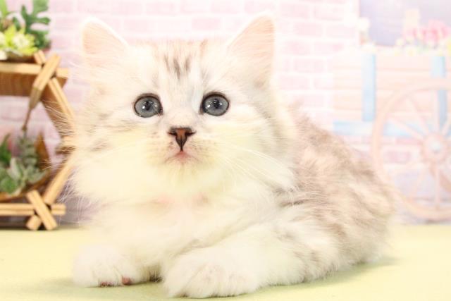 愛知県のサイベリアン (Coo&RIKU半田店/2025年10月15日生まれ/女の子/シルバータビーホワイト)の子猫の3枚目の画像