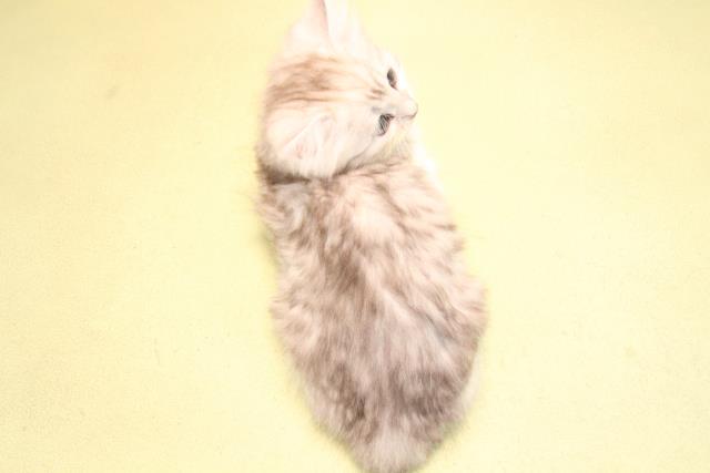 愛知県のサイベリアン (Coo&RIKU半田店/2025年10月15日生まれ/女の子/シルバータビーホワイト)の子猫の4枚目の画像