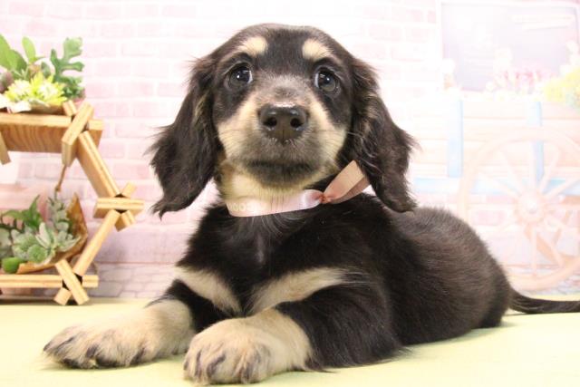 愛知県のミニチュアダックスフンド(ロング) (Coo&RIKU岡崎店/2025年10月17日生まれ/女の子/ブラックイエロー)の子犬の3枚目の画像