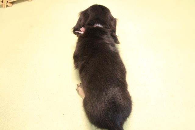 愛知県のミニチュアダックスフンド(ロング) (Coo&RIKU岡崎店/2025年10月17日生まれ/女の子/ブラックイエロー)の子犬の4枚目の画像