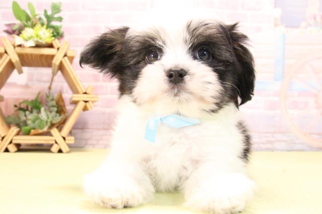 愛知県のハーフ犬・ミックス犬 (Coo&RIKU岡崎店/2025年10月19日生まれ/男の子/ブラックタンホワイト)の子犬の1枚目の画像