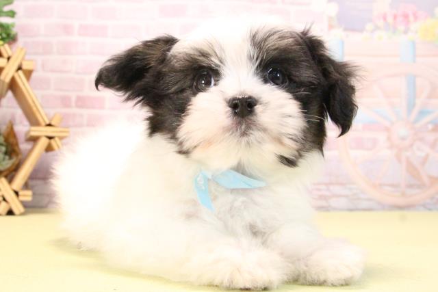 愛知県のハーフ犬・ミックス犬 (Coo&RIKU岡崎店/2025年10月19日生まれ/男の子/ブラックタンホワイト)の子犬の2枚目の画像