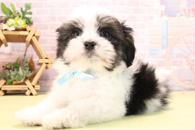 愛知県のハーフ犬・ミックス犬 (Coo&RIKU岡崎店/2025年10月19日生まれ/男の子/ブラックタンホワイト)の子犬の3枚目の画像