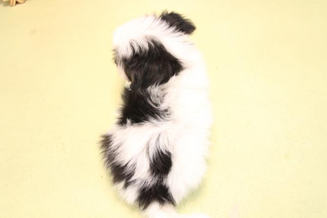 愛知県のハーフ犬・ミックス犬 (Coo&RIKU岡崎店/2025年10月19日生まれ/男の子/ブラックタンホワイト)の子犬の4枚目の画像