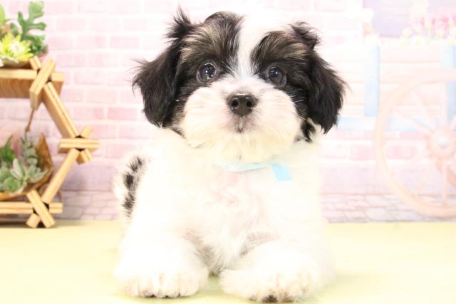 愛知県のハーフ犬・ミックス犬 (Coo&RIKU名古屋滝ノ水店/2025年10月19日生まれ/男の子/ブラックタンホワイト)の子犬の1枚目の画像