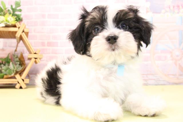 愛知県のハーフ犬・ミックス犬 (Coo&RIKU名古屋滝ノ水店/2025年10月19日生まれ/男の子/ブラックタンホワイト)の子犬の2枚目の画像