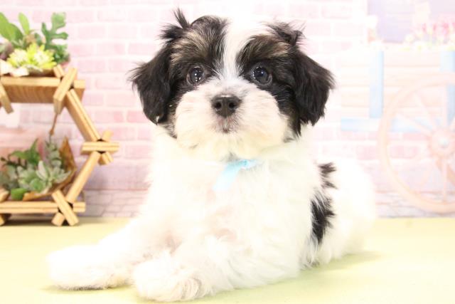 愛知県のハーフ犬・ミックス犬 (Coo&RIKU名古屋滝ノ水店/2025年10月19日生まれ/男の子/ブラックタンホワイト)の子犬の3枚目の画像