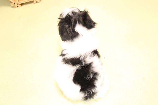 愛知県のハーフ犬・ミックス犬 (Coo&RIKU名古屋滝ノ水店/2025年10月19日生まれ/男の子/ブラックタンホワイト)の子犬の4枚目の画像