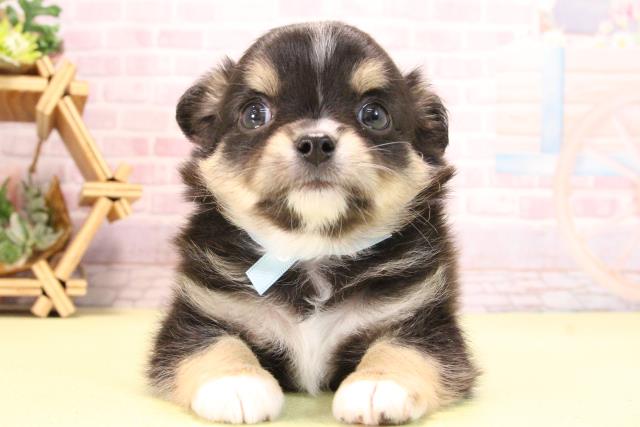 愛知県のチワワ(ロング) (Coo&RIKU岡崎店/2025年10月17日生まれ/男の子/ブラッククリームホワイト)の子犬の1枚目の画像