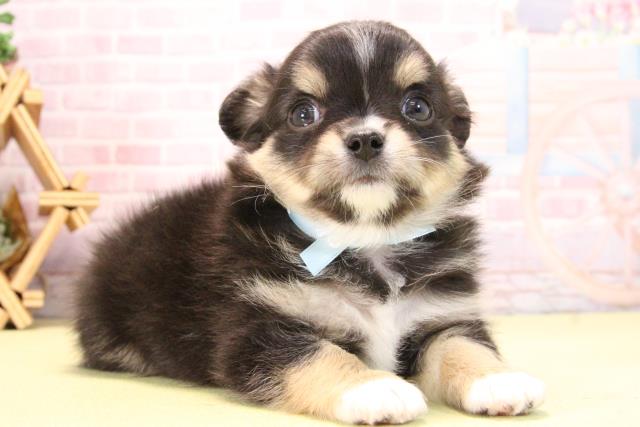 愛知県のチワワ(ロング) (Coo&RIKU岡崎店/2025年10月17日生まれ/男の子/ブラッククリームホワイト)の子犬の2枚目の画像