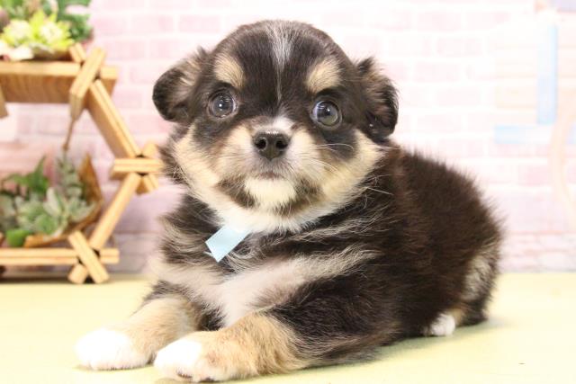 愛知県のチワワ(ロング) (Coo&RIKU岡崎店/2025年10月17日生まれ/男の子/ブラッククリームホワイト)の子犬の3枚目の画像