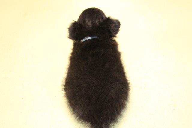 愛知県のチワワ(ロング) (Coo&RIKU岡崎店/2025年10月17日生まれ/男の子/ブラッククリームホワイト)の子犬の4枚目の画像