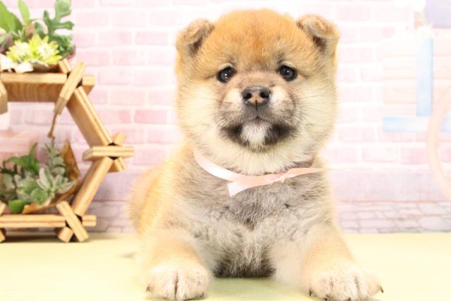 愛知県の柴犬(標準サイズ) (Coo&RIKU名古屋滝ノ水店/2025年10月18日生まれ/女の子/赤)の子犬の1枚目の画像