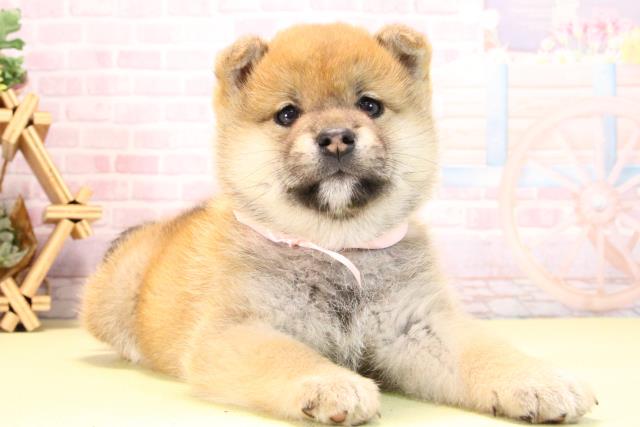 愛知県の柴犬(標準サイズ) (Coo&RIKU名古屋滝ノ水店/2025年10月18日生まれ/女の子/赤)の子犬の2枚目の画像