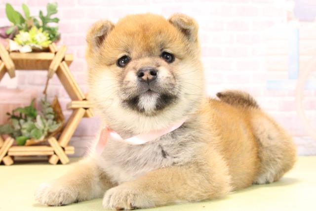 愛知県の柴犬(標準サイズ) (Coo&RIKU名古屋滝ノ水店/2025年10月18日生まれ/女の子/赤)の子犬の3枚目の画像