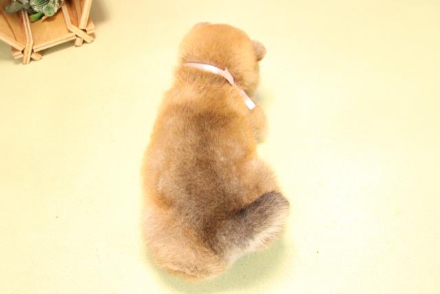 愛知県の柴犬(標準サイズ) (Coo&RIKU名古屋滝ノ水店/2025年10月18日生まれ/女の子/赤)の子犬の4枚目の画像