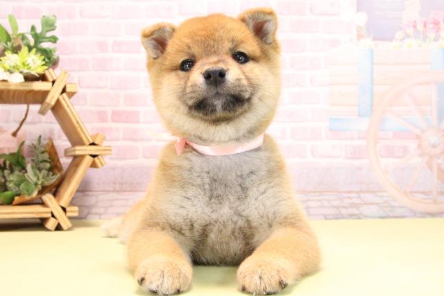 愛知県の柴犬(標準サイズ) (Coo&RIKU豊田店/2025年10月17日生まれ/女の子/赤)の子犬の1枚目の画像