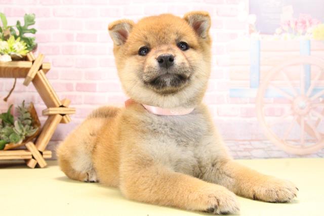 愛知県の柴犬(標準サイズ) (Coo&RIKU豊田店/2025年10月17日生まれ/女の子/赤)の子犬の2枚目の画像