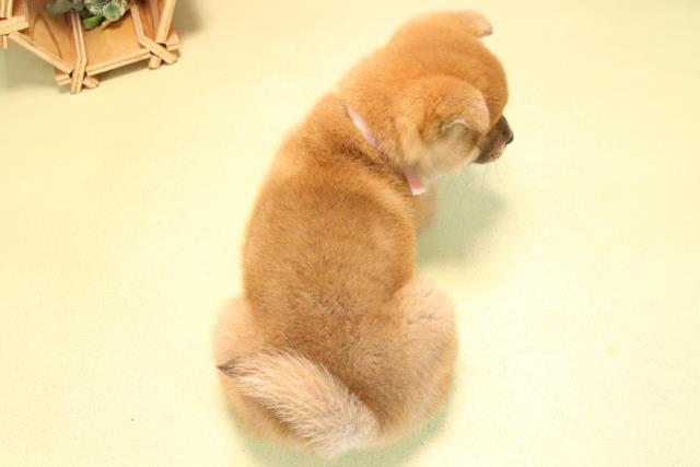 愛知県の柴犬(標準サイズ) (Coo&RIKU豊田店/2025年10月17日生まれ/女の子/赤)の子犬の4枚目の画像