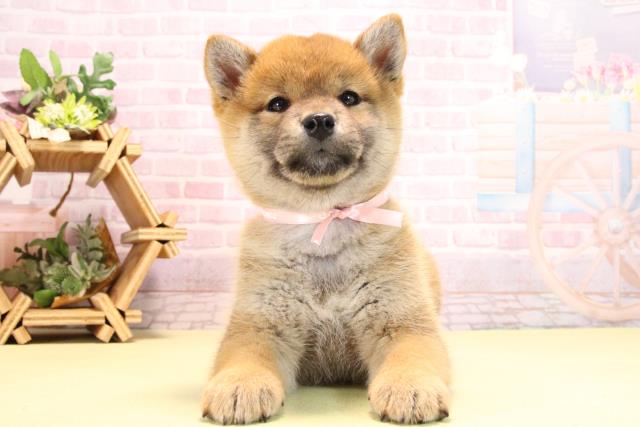 愛知県の柴犬(標準サイズ) (Coo&RIKU東海店/2025年10月17日生まれ/女の子/赤)の子犬の1枚目の画像